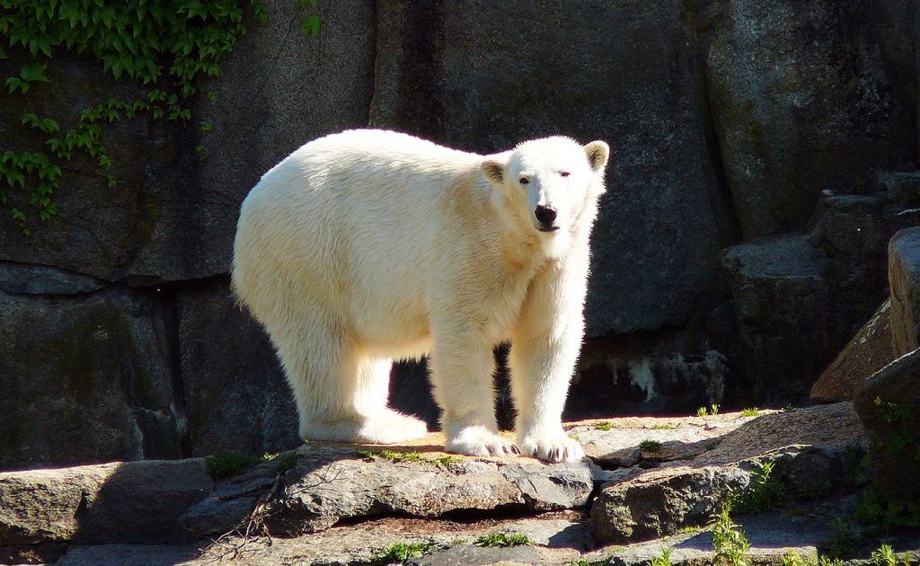 World-famous polar bear Knut. World-famous polar bear Knut.