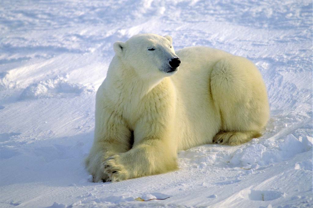Schoolboy was dragged to his death by a polar bear Schoolboy was dragged to his death by a polar bear
