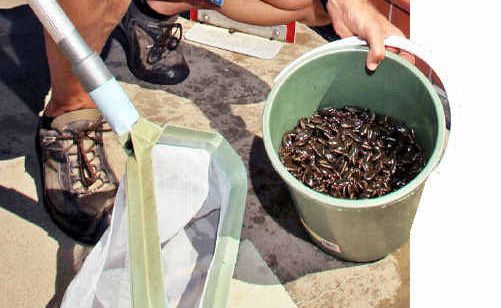 Cotton Tree pool manager Mike Vidulich with just some of the bugs that flew in overnight. Cotton Tree pool manager Mike Vidulich with just some of the bugs that flew in overnight.
