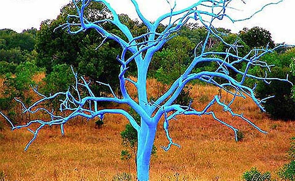 This painted tree is part of an art installation in Colorado. This painted tree is part of an art installation in Colorado.
