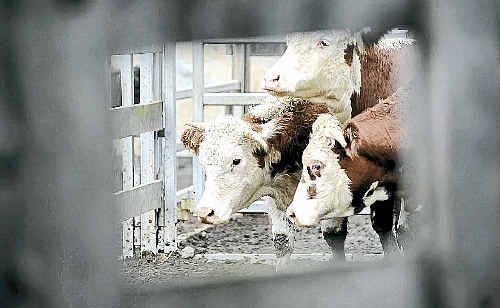 Damage to Japanese food production areas is expected to increase demands for imports such as beef. Damage to Japanese food production areas is expected to increase demands for imports such as beef.