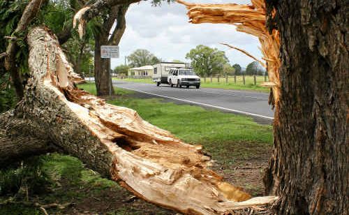 A jacaranda snapped in two by Saturday’s mini-hurricane on the Pacific Highway at Ulmarra. A jacaranda snapped in two by Saturday’s mini-hurricane on the Pacific Highway at Ulmarra.
