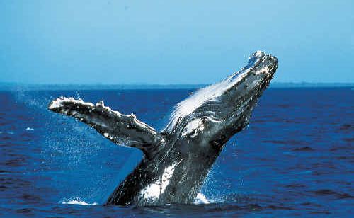 Whale watching has been included in Australian Traveller magazine’s top 100 things to do. Whale watching has been included in Australian Traveller magazine’s top 100 things to do.