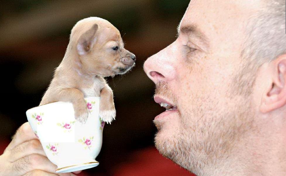 Bubble, the dwarf teacup chihuahua, listens intently as Darren Levell has a quiet word with her yesterday. Bubble, the dwarf teacup chihuahua, listens intently as Darren Levell has a quiet word with her yesterday.