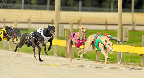 Bokarm Storm takes the lead during race one on Thursday at Grafton’s greyhounds and finishes in a near-record time. Bokarm Storm takes the lead during race one on Thursday at Grafton’s greyhounds and finishes in a near-record time.