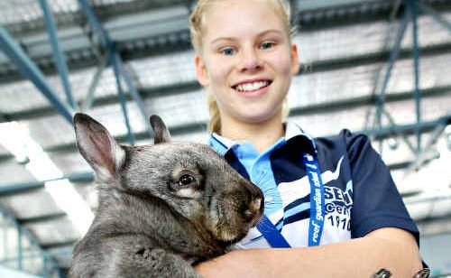 The Hall State School’s Samantha Fraser with Haley the southern hairy-nosed wombat. The Hall State School’s Samantha Fraser with Haley the southern hairy-nosed wombat.