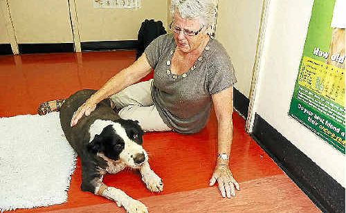 Jan Cody, of Nashua, visiting Hamish, her 10-year-old border collie, at the Alstonville Veterinary Hospital where he is recovering from injuries received after being attacked by wild dogs yesterday morning. Jan Cody, of Nashua, visiting Hamish, her 10-year-old border collie, at the Alstonville Veterinary Hospital where he is recovering from injuries received after being attacked by wild dogs yesterday morning.