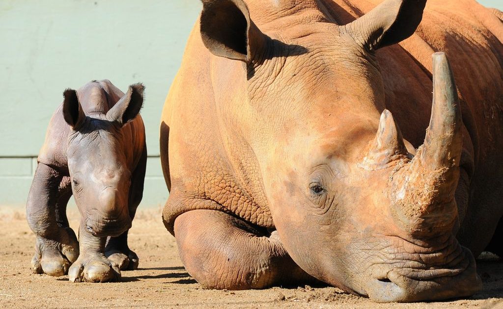Australia Zoo's rhino calf. Australia Zoo's rhino calf.