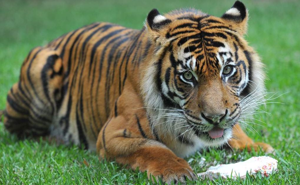 бывший тигр. суматранский тигр павленко. уссурийский тигр. питание амурского тигра. индокитайский тигр.