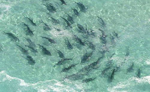 Schools of sharks filmed feeding off Stradbroke Island are on their way to the Bay. Schools of sharks filmed feeding off Stradbroke Island are on their way to the Bay.