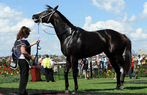 Equine superstar Black Caviar knows she’s special and local trainer Joe Janiak believes she’ll go on pleasing her adoring public until retirement. Equine superstar Black Caviar knows she’s special and local trainer Joe Janiak believes she’ll go on pleasing her adoring public until retirement.
