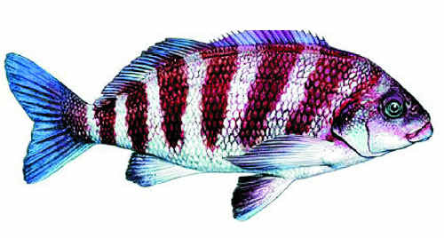 The banded morwong is being used as a barometer to gauge increases in ocean temperatures. The banded morwong is being used as a barometer to gauge increases in ocean temperatures.