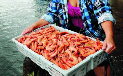 Lee Fishing Company retail assistant Sue Moseley with some of the plentiful and exquisite product which fishers are having trouble selling this season. Lee Fishing Company retail assistant Sue Moseley with some of the plentiful and exquisite product which fishers are having trouble selling this season.