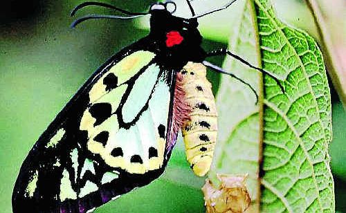A Richmond Birdwing butterfly. A Richmond Birdwing butterfly.