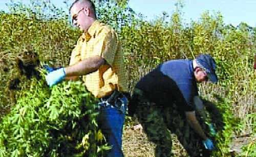 Police gather plants from one of Morris’s earlier crops. Police gather plants from one of Morris’s earlier crops.