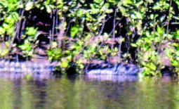 This three-metre crocodile was seen by Kate Pelling and her family while in a boat at Corio Bay on Saturday. This three-metre crocodile was seen by Kate Pelling and her family while in a boat at Corio Bay on Saturday.