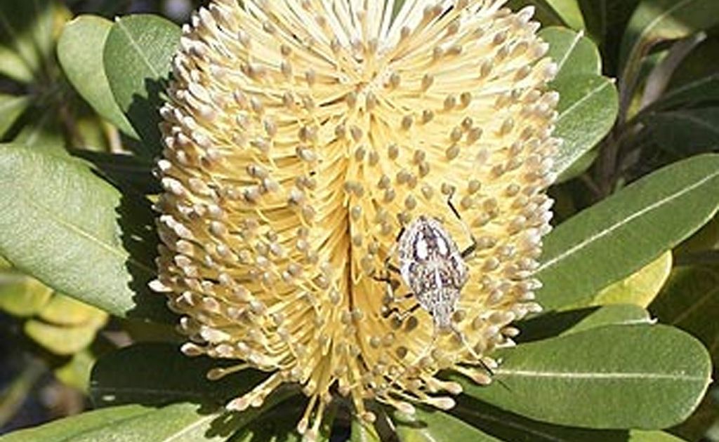 This Coastal Banksia is attractive to birds like honeyeaters and a decorative plant for home gardens. This Coastal Banksia is attractive to birds like honeyeaters and a decorative plant for home gardens.