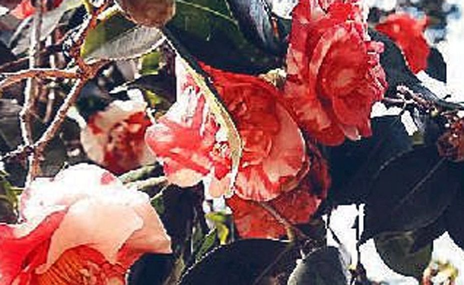 A camellia japonica variety in Toowoomba's Queens Park Gardens. A camellia japonica variety in Toowoomba's Queens Park Gardens.