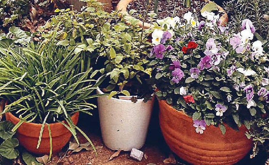 In summer, container plants need watering, fertilising and should be monitored for pests and diseases. In summer, container plants need watering, fertilising and should be monitored for pests and diseases.