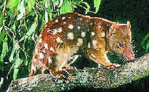 The Spotted-tailed quoll. The Spotted-tailed quoll.