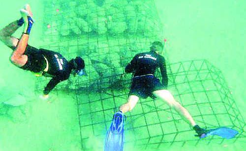 TAKING THE PLUNGE: Anchalika Kijkanakorn’s brave vision has already brought success with a new coral reef showing signs of life just a stone’s throw from her award-winning resort. TAKING THE PLUNGE: Anchalika Kijkanakorn’s brave vision has already brought success with a new coral reef showing signs of life just a stone’s throw from her award-winning resort.