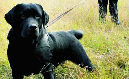 Bob Wiseman with champion tracking dog Rocket. Bob Wiseman with champion tracking dog Rocket.