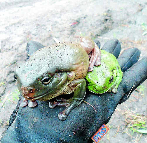 Experienced wildlife handlers will find and relocate any animals that might be affected by construction works on Curtis Island.