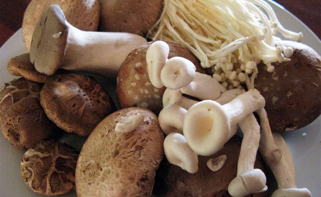 The humble mushie can do wonders for a weak immune system. The humble mushie can do wonders for a weak immune system.