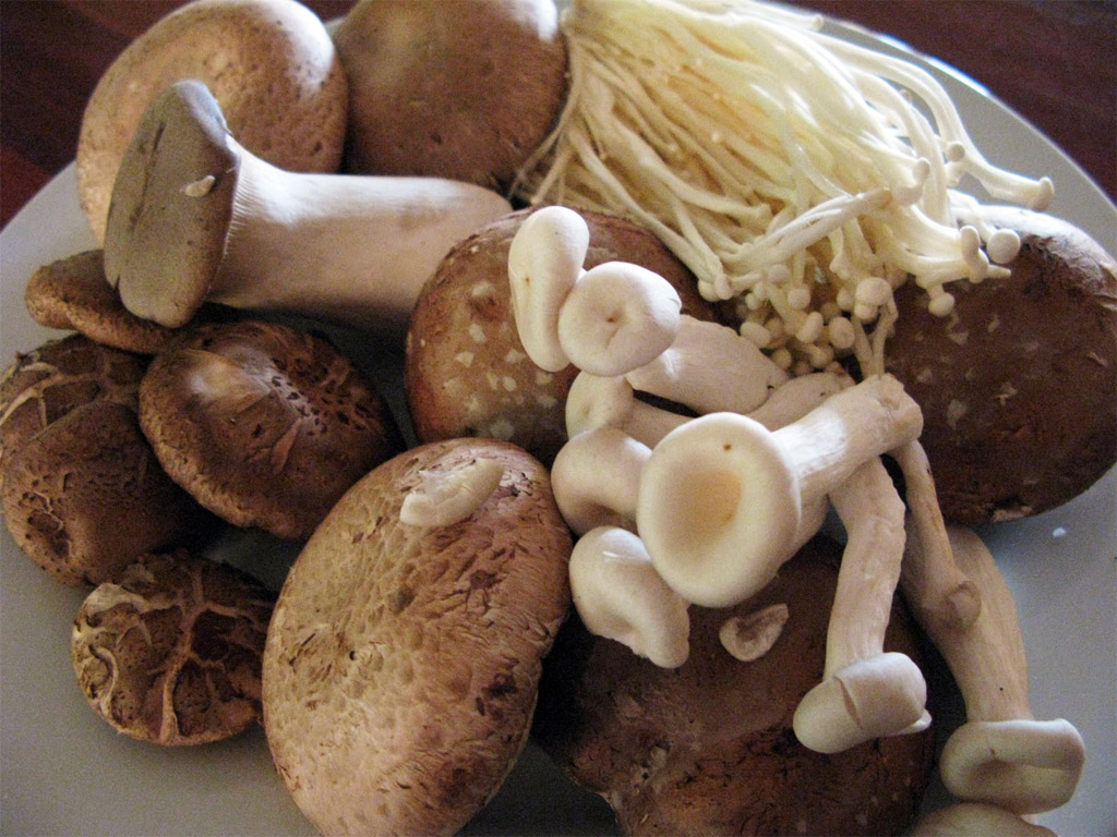 The humble mushie can do wonders for a weak immune system. The humble mushie can do wonders for a weak immune system.
