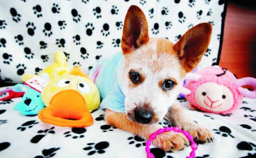 A very spoilt cattle dog-cross puppy at Top of Town Pets. Chances are he’ll be at Woofstock in Ipswich. A very spoilt cattle dog-cross puppy at Top of Town Pets. Chances are he’ll be at Woofstock in Ipswich.