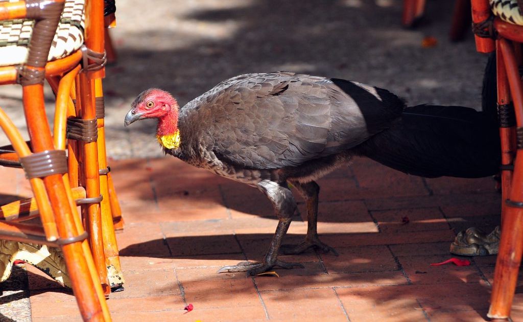 WITH their bald, dimply red heads, wrinkly yellow wattles and big beady eyes, Australian brush turkeys aren't the kind of birds you'd immediately associate with the stylish main street of Noosa. WITH their bald, dimply red heads, wrinkly yellow wattles and big beady eyes, Australian brush turkeys aren't the kind of birds you'd immediately associate with the stylish main street of Noosa.