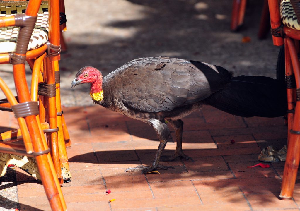 WITH their bald, dimply red heads, wrinkly yellow wattles and big beady eyes, Australian brush turkeys aren't the kind of birds you'd immediately associate with the stylish main street of Noosa. WITH their bald, dimply red heads, wrinkly yellow wattles and big beady eyes, Australian brush turkeys aren't the kind of birds you'd immediately associate with the stylish main street of Noosa.
