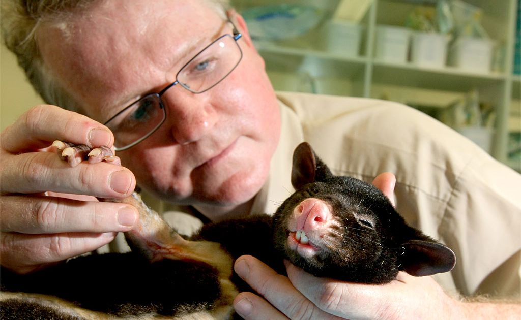 Sparky the possum, with vet Michael Pyne, has been nursed back to health. Sparky the possum, with vet Michael Pyne, has been nursed back to health.