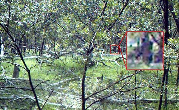 An alleged Yowie is caught on camera by Paul Compton. An alleged Yowie is caught on camera by Paul Compton.