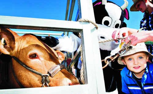 Ryley Davis, 3, of Evans Head, gets up close to Twitch the cow at the Beef meets the Reef at Evans Head. Ryley Davis, 3, of Evans Head, gets up close to Twitch the cow at the Beef meets the Reef at Evans Head.