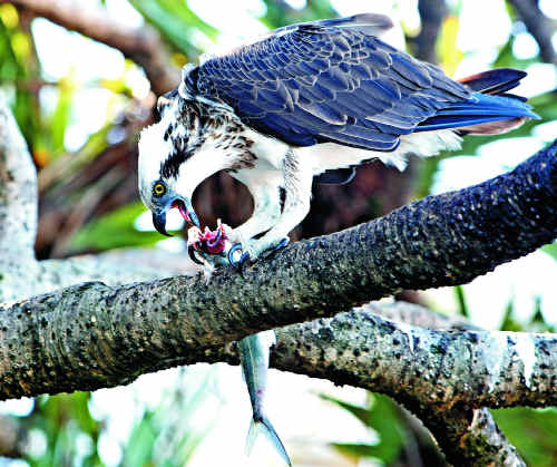 Sunshine Coast photographer Nicola Brander was privileged to capture this osprey in action at Happy Valley near Caloundra. Sunshine Coast photographer Nicola Brander was privileged to capture this osprey in action at Happy Valley near Caloundra.