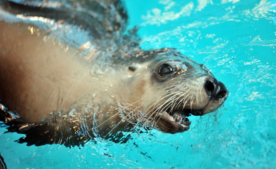 The seals are a popular attraction at Mooloolaba's Underwater World. The seals are a popular attraction at Mooloolaba's Underwater World.