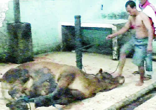 The RSPCA says banning live exports would improve production at Australian meatworks facilities. Debate on the topic has increased following a Four Corners television show last night.