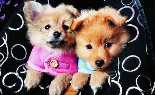 Pomeranian puppies at Top of Town Pets rug up for the first day of winter. Pomeranian puppies at Top of Town Pets rug up for the first day of winter.