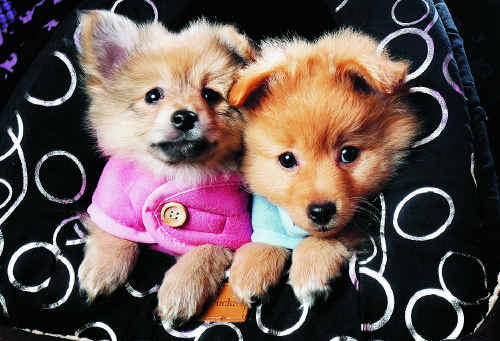 Pomeranian puppies at Top of Town Pets rug up for the first day of winter. Pomeranian puppies at Top of Town Pets rug up for the first day of winter.
