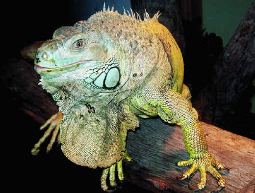 This green iguana is settling in at Darling Downs Zoo.