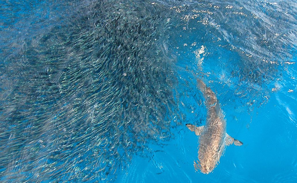 A shark spotting radio frequency could have added scientific benefits. A shark spotting radio frequency could have added scientific benefits.