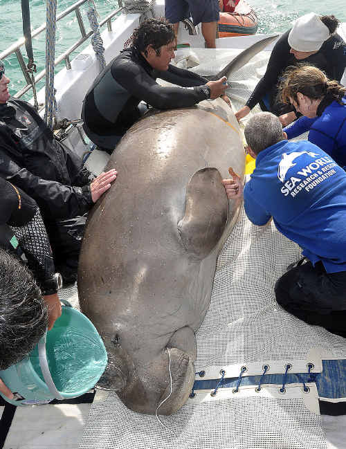 Dugong research being carried out by University of Queensland and Sea World in Moreton Bay. Dugong research being carried out by University of Queensland and Sea World in Moreton Bay.