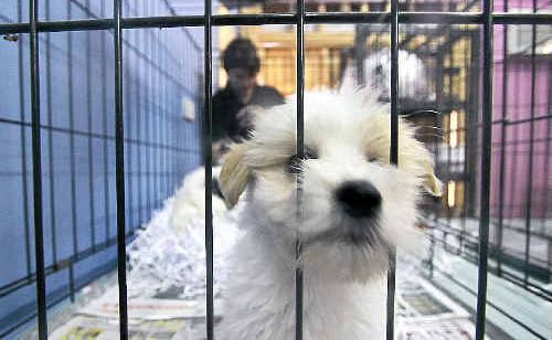 Police are investigating the theft of an orange sable pomeranian puppy from the Rocky Pet Barn at the weekend. Pictured are maltese shih tzu cross puppies at the pet shop. Police are investigating the theft of an orange sable pomeranian puppy from the Rocky Pet Barn at the weekend. Pictured are maltese shih tzu cross puppies at the pet shop.