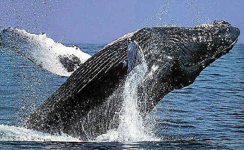 THAR SHE BLOWS: The first sightings of migrating humpback whales off Queensland’s east coast. THAR SHE BLOWS: The first sightings of migrating humpback whales off Queensland’s east coast.