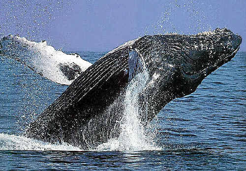 THAR SHE BLOWS: The first sightings of migrating humpback whales off Queensland’s east coast. THAR SHE BLOWS: The first sightings of migrating humpback whales off Queensland’s east coast.