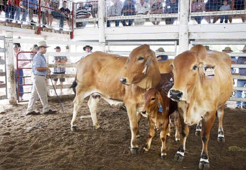 The Australian beef cattle industry will be greatly affected by a live export ban. Photo: File