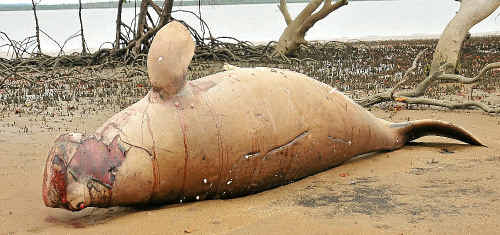 A dead male Dugong, washed up at Seven Mile Creek, at Rodd’s Bay in Turkey Beach has sparked national concern. A dead male Dugong, washed up at Seven Mile Creek, at Rodd’s Bay in Turkey Beach has sparked national concern.