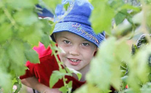 Three-year-old Kaden Slater says he like tending to the veggie garden at Le Smileys Early Learning Centre along with the other children and teachers (inset). Three-year-old Kaden Slater says he like tending to the veggie garden at Le Smileys Early Learning Centre along with the other children and teachers (inset).
