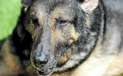 A new kennel seeks permission to breed german shepherds. A new kennel seeks permission to breed german shepherds.
